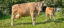 Kuh und Kalb