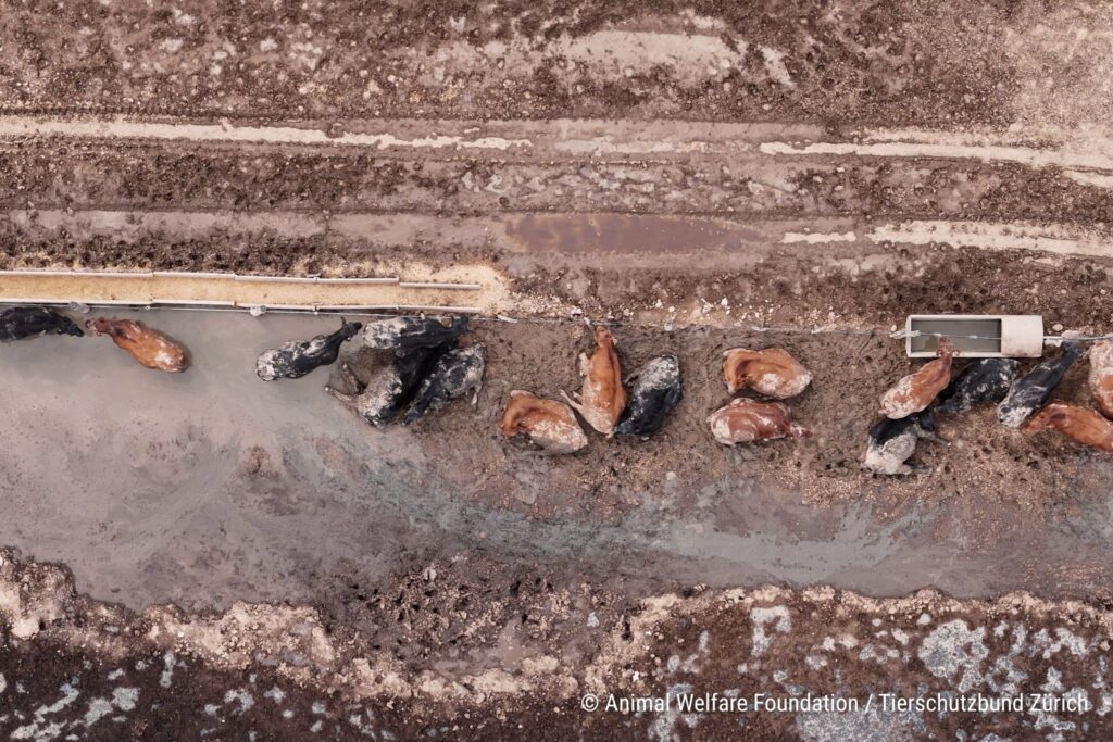 Die Rinder stehen teilweise knietief im Matsch. Foto: Animal Welfare Foundation/Tierschutzbund Zürich